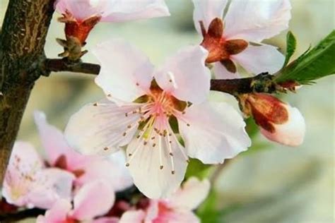 如何旺桃花|现代风水学中的催桃花法